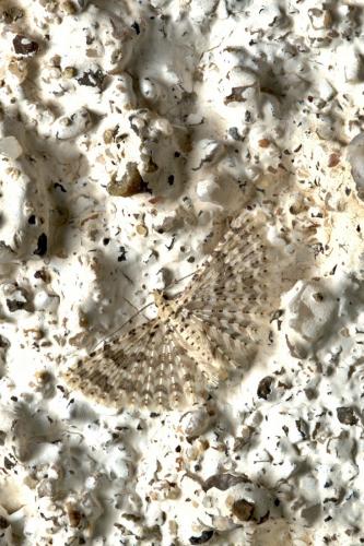 Alucita cancellata